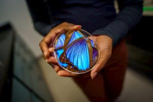 Researchers take cue from butterfly wings to design new cancer diagnosis technique
