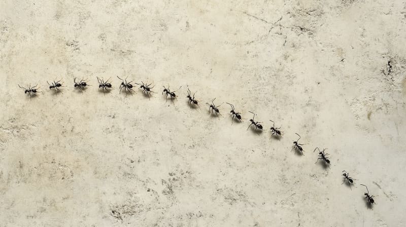 Ants may teach self-driving cars how to avoid traffic jams