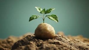 Scientists claim they have designed a ‘perfect potato’