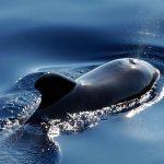 Reckless whale who bets against Bitcoin and XRP loses 80% of portfolio
