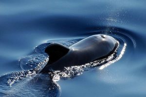 Reckless whale who bets against Bitcoin and XRP loses 80% of portfolio
