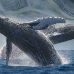 Solana’s biggest support yet? Whales drop anchor at $189