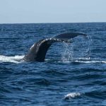 Whales target LINK in new accumulation wave; what’s next?