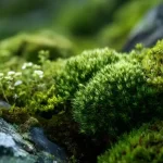 Scientists Stunned: Moss Survives Nearly a Year in Space