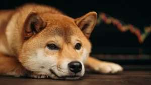 Dogecoin Flirts With Danger at Range Lows
