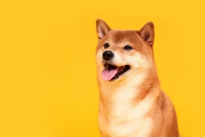 Dogecoin Breakout Faces Momentum Test
