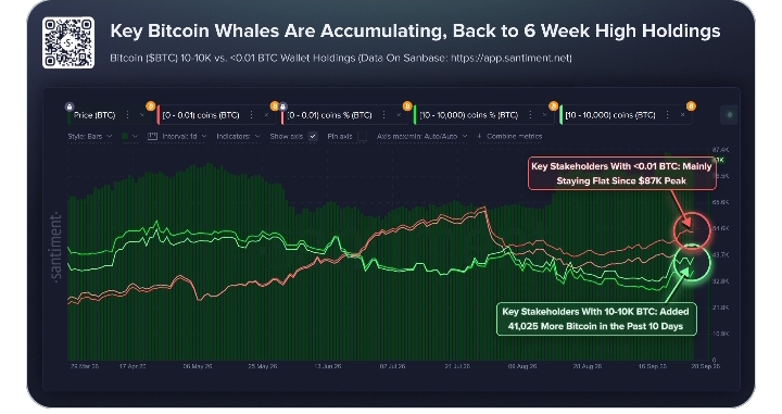 Bitcoin Whales Reach Highest Holdings Since August — The Setup Changes